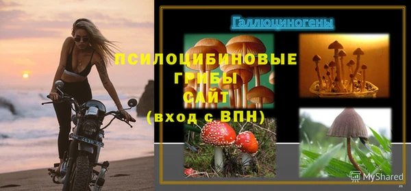 PSILOCYBIN Аркадак